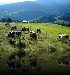 11  Route du Fromage - Fromagerie avec hébergement Ferme Roess